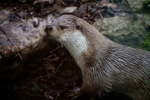 Nutria europea