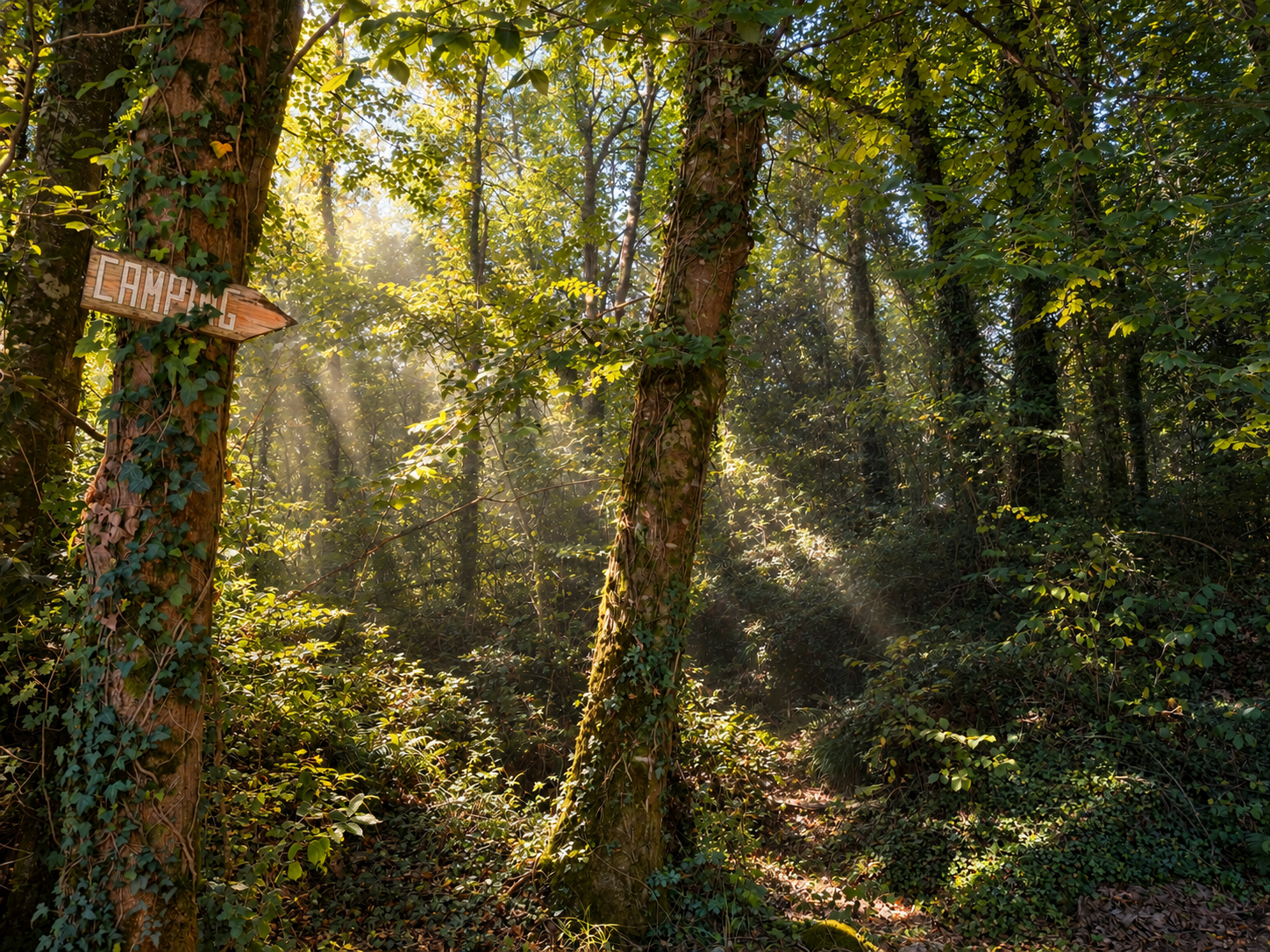 Bosque de Vegacorredor